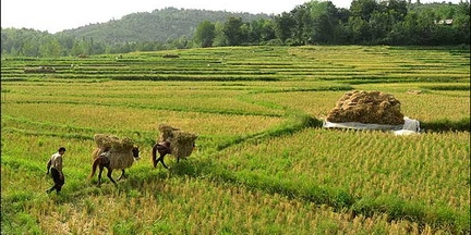 کشت برنج در 14 استان برنج خیز کشور ممنوع شد