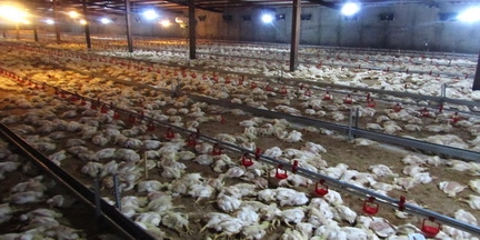 مرگ یکبارۀ 120هزار قطعه مرغ در چهار مرغداری