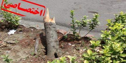 درختان شهر رشت قربانیان تقابل شهرداری و سازمان حفاظت محیط زیست گیلان