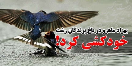 بهزاد ماهرو در باغ پرندگان ماهان رشت خودکشی کرد!/ نباید در این استان بواسطه علاقه ، سرمایه گذاری کرد!