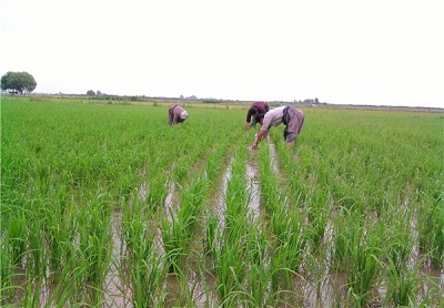سناریوهای قیمت برنج ایرانی/ کاهش ۳۰ درصدی قیمت برنج از ابتدای امسال