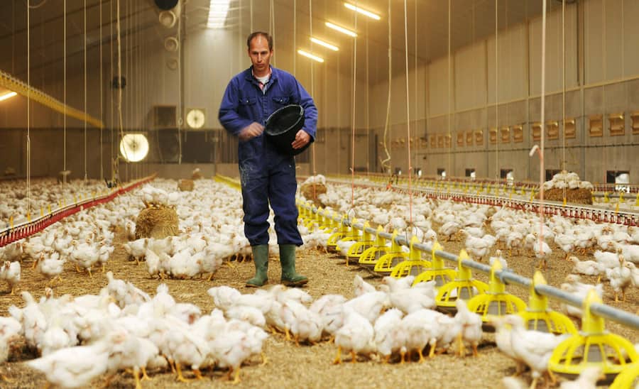 صدور دستور قضایی در حمایت از تولید در یکی از بزرگترین تولید کنندگان تخم مرغ کشور